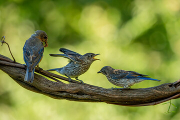 Young Bluebirds on a branch