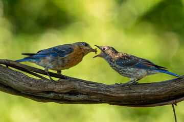 Adult Bluebird feeding young