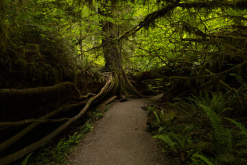 enchanted wood