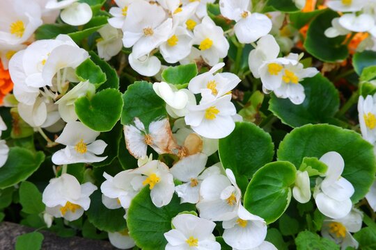 The white flowers is called wax begonia