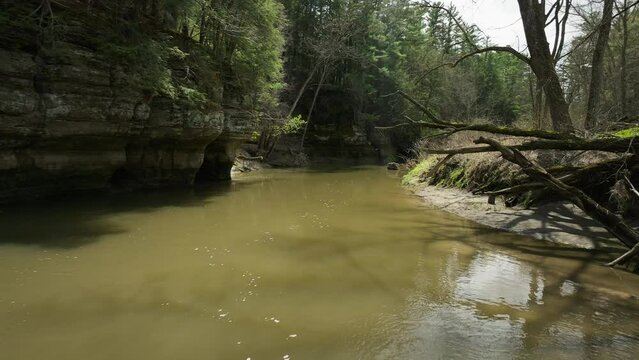 river in the forest