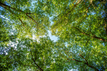 Wonderful nature with tree and fruit