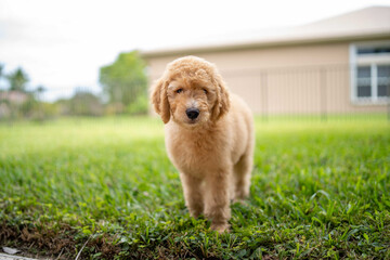 puppy model looking at camera with small golden curls while outdoors
