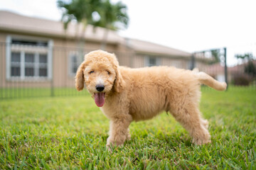 golden doodle puppy facing left and looking at camera with mouth wide open and tongue out while outside