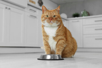 Cute ginger cat near feeding bowl at home