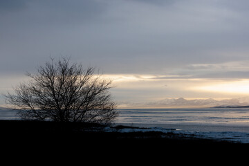 silhouette of a tree on an icy lake