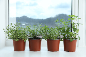 Different fresh potted herbs on windowsill indoors