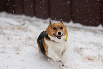 corgi running through falling snow