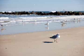 Fototapeta na wymiar gull walking up the beach in florida