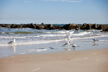 gull landing at rocky florida beach