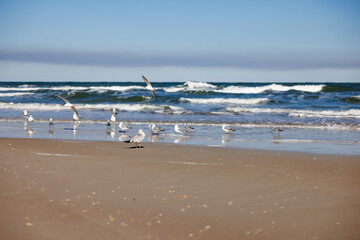 flock of gulls with surf in the background