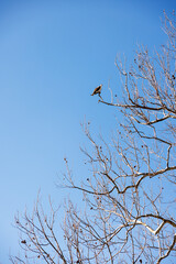 osprey perched in tree on blue sky