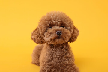 Cute Maltipoo dog on orange background. Lovely pet