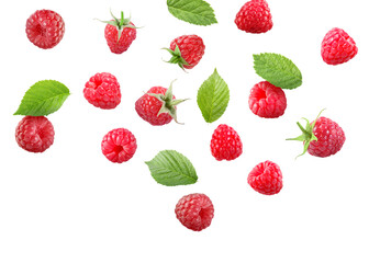 Many fresh ripe raspberries and green leaves falling on white background