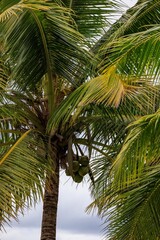 Obraz premium coconuts under a palm tree