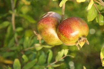 Pomegranates on tree branch in garden outdoors, closeup. Space for text