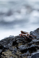 crab sitting on a rock looking over the ocean