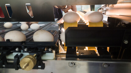 Automatic eggs sorting machine proccesing for hatching eggs on the hatchery industry.