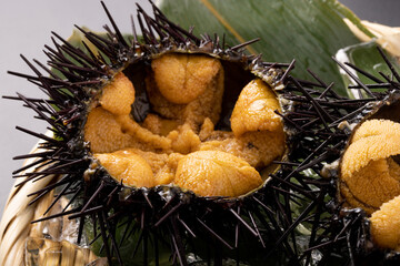 〔三陸・宮城県産〕ガゼウニ