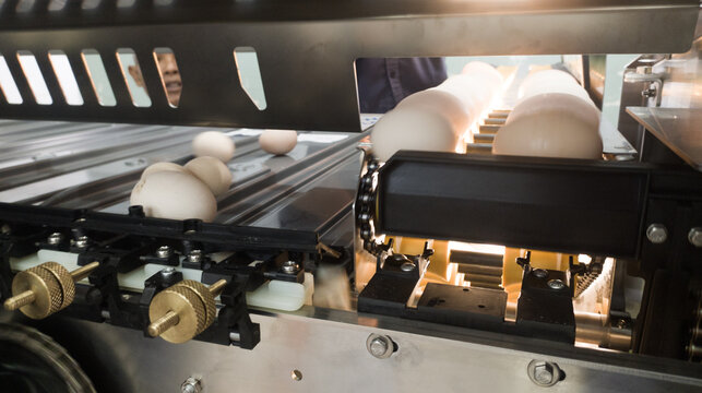 Automatic eggs sorting machine proccesing for hatching eggs on the hatchery industry.