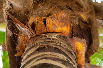Lagarto em tronco de coqueiro no Brasil