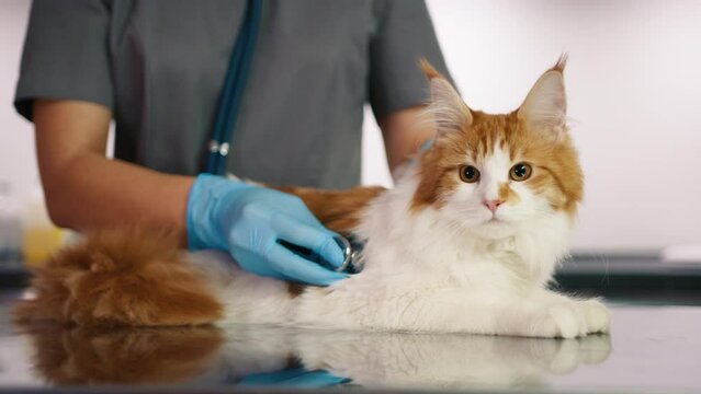 Vet specialist examining Maine coon with stethoscope in modern vet clinic. Veterinary doctor checking up domestic cat. Female veterinarian taking care about cat health. Feline health checkup concept 