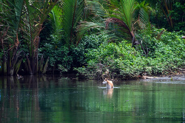The dog stands in a tropical river against the backdrop of the jungle