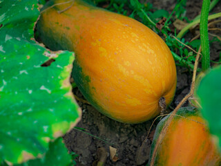 orange zucchini grow on the ground in a garden bed with green leaves