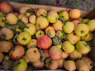 ripe yellow apples lit by the sun at sunset lie in a wooden box