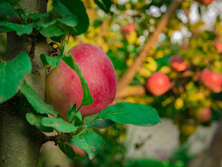 red ripe apples hang on a tree branch lit by the sun at sunset