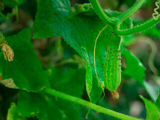 green cucumber with a yellow flower hanging on a branch close-up bright colors
