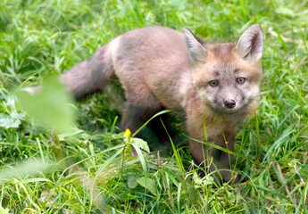 Fuchs Nachwuchs 1