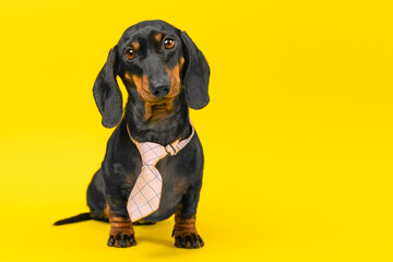 Portrait of dog of ridiculous simpleton apprentice, trainee starting career in the office. Confused...