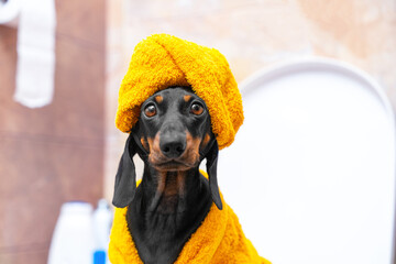 Portrait of surprised dachshund in turban, yellow bathrobe sits in toilet of hotel room, morning routine, problems with gastrointestinal tract. Comic image of sleek puppy in restroom after laxative