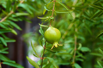 Unripe Pomegranate Fruits Hanging from a Tree