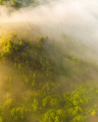 misty morning in the forest