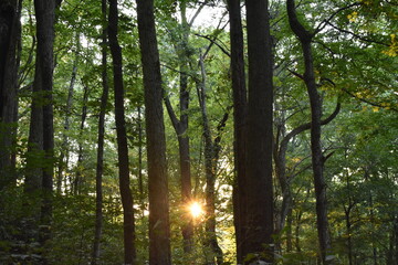 Fototapeta na wymiar Sunset in the Woods at Tioga Falls Trail Hiking near Radcliff Kentucky