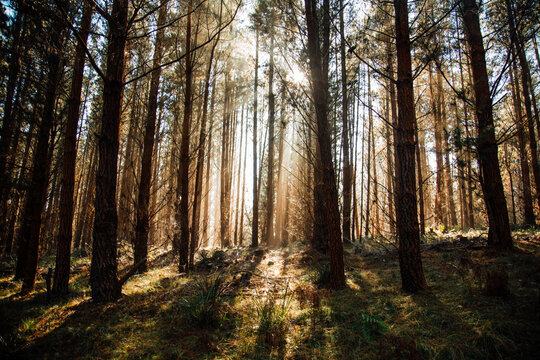 pine forest in the morning 