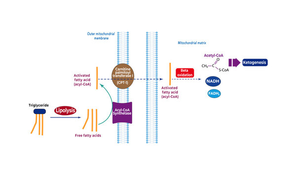 Fatty acid entry to ketogenesis