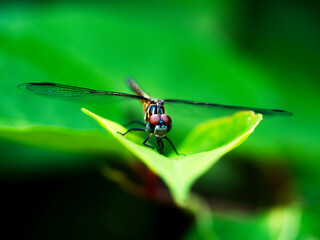 DragonFly - Courtney Dimoff