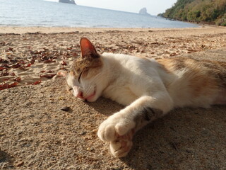 海辺の朝の光の中のまったり猫