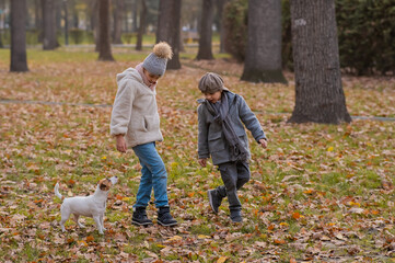 Naklejka na ściany i meble Caucasian children are walking with jack russell terrier in autumn park. Boy, girl and dog are jumping outdoors.