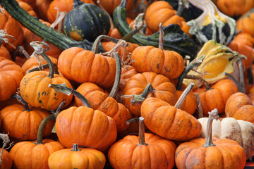 Pumpkins and gourds at the farm during a pumpkin patch for a natural Fall background. 