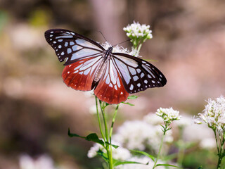 秋を感じる渡りチョウ　アサギマダラ