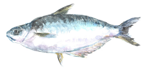 水彩で描いたパンガシウスのイラスト