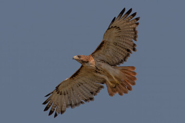 Red Tail Hawk in Flight