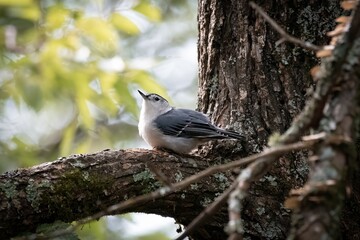 Nuthatch