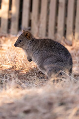 横向きのクオッカ