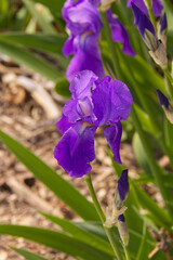 A Purple Iris in Bloom