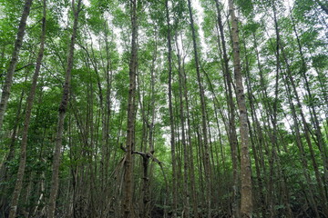 Obraz premium recreation area in the middle of a tall mangrove tree forest that is still natural